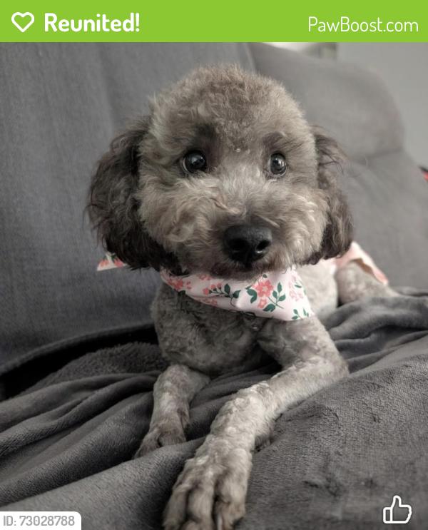 Reunited Female Dog last seen Third Ave and Carole Ave, near Lake Park, Indian Trail, NC 28079