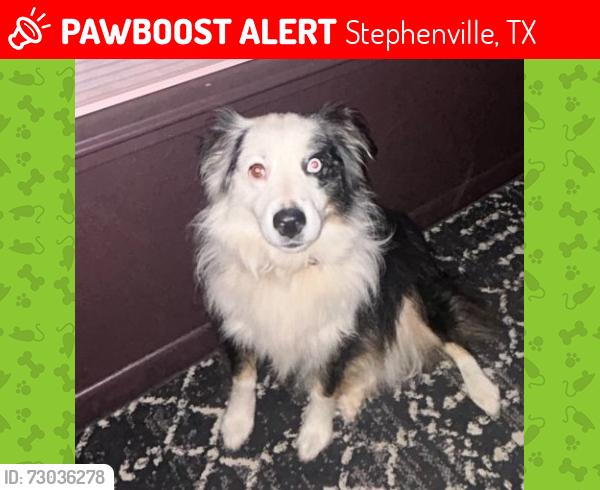 Lost Male Dog last seen Chicken hse Flea Market, Stephenville, TX 76401