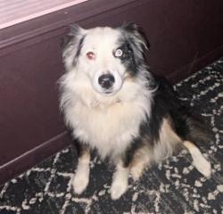 Lost Male Dog last seen Chicken hse Flea Market, Stephenville, TX 76401