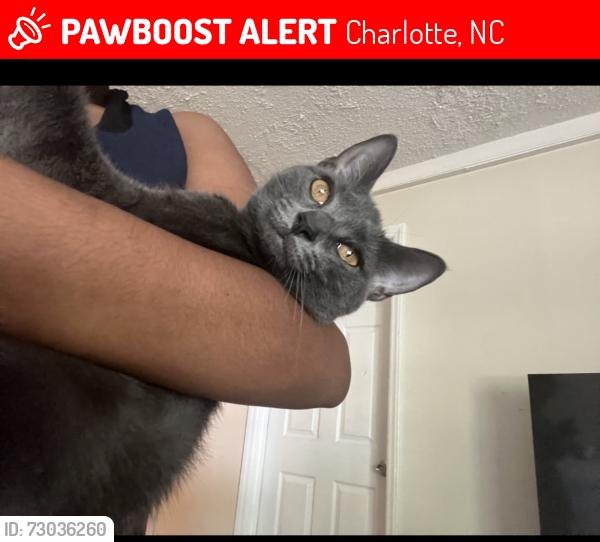 Lost Female Cat last seen Capitol /Morris Field, Charlotte, NC 28208