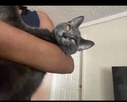 Lost Female Cat last seen Capitol /Morris Field, Charlotte, NC 28208