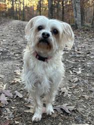 Lost Female Dog last seen Between Bear Swamp Rd and Hwy 28, Walhalla, SC 29691
