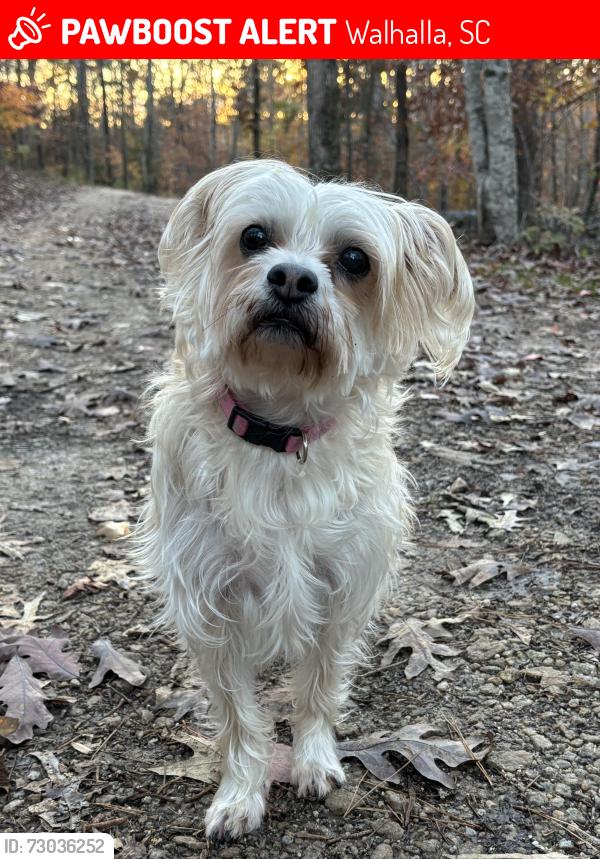 Lost Female Dog last seen Between Bear Swamp Rd and Hwy 28, Walhalla, SC 29691