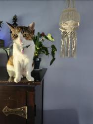 Lost Female Cat last seen 29th and Spruce. Seattle, Seattle, WA 98122