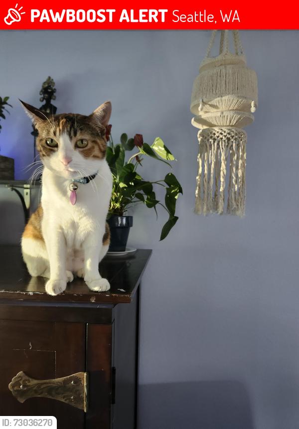 Lost Female Cat last seen 29th and Spruce. Seattle, Seattle, WA 98122