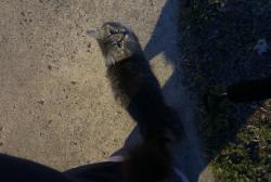 Reunited Unknown Cat last seen High St and Baynton, Philadelphia, PA 19144