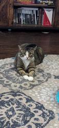 Lost Male Cat last seen Houston lake road and bassett street, Centerville, GA 31028