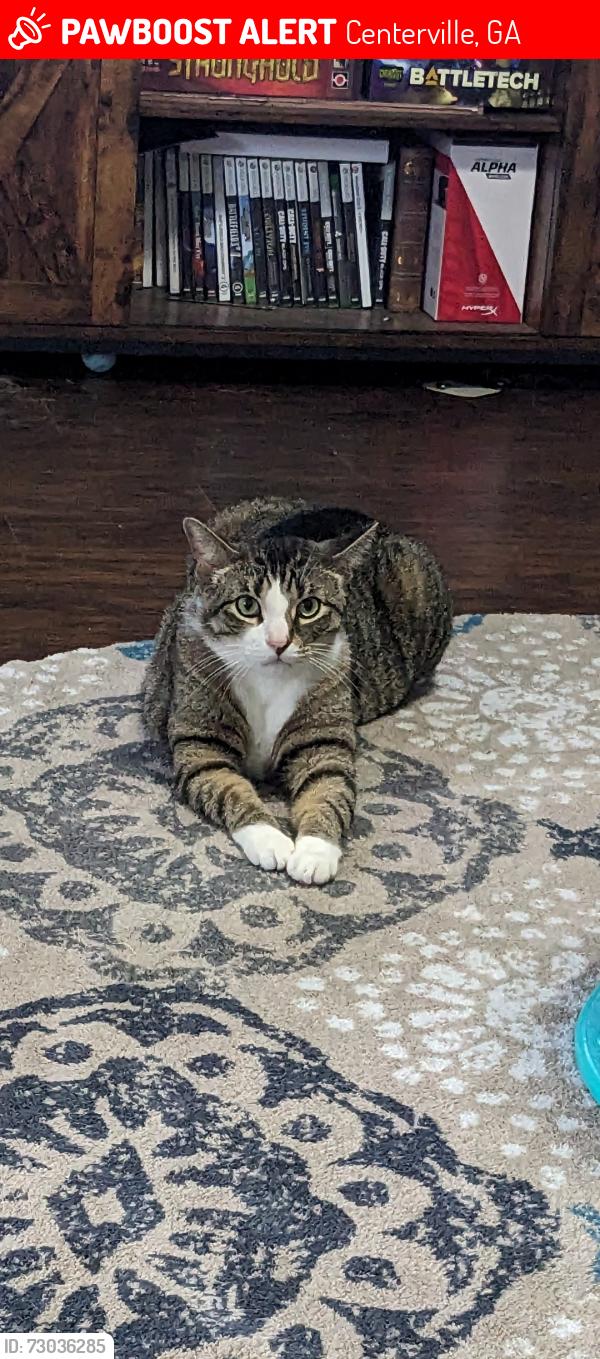 Lost Male Cat last seen Houston lake road and bassett street, Centerville, GA 31028