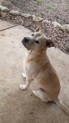 Lost Male Dog last seen McAllister park , San Antonio, TX 78247