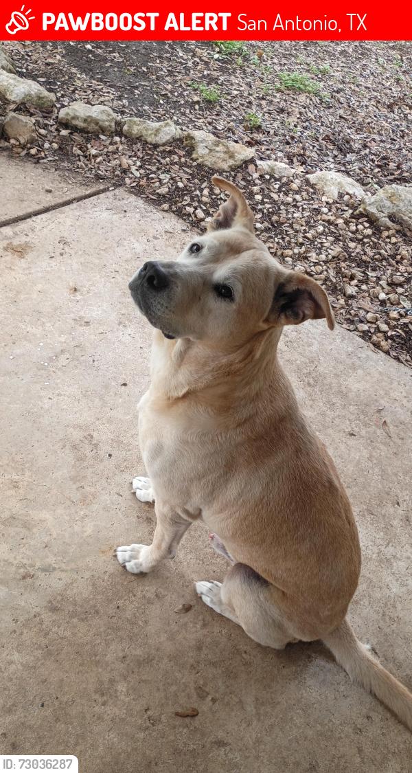 Lost Male Dog last seen McAllister park , San Antonio, TX 78247