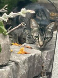 Found/Stray Unknown Cat last seen Kelton Rd & Alvin St, San Diego, CA 92114