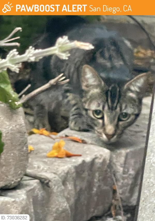 Found/Stray Unknown Cat last seen Kelton Rd & Alvin St, San Diego, CA 92114