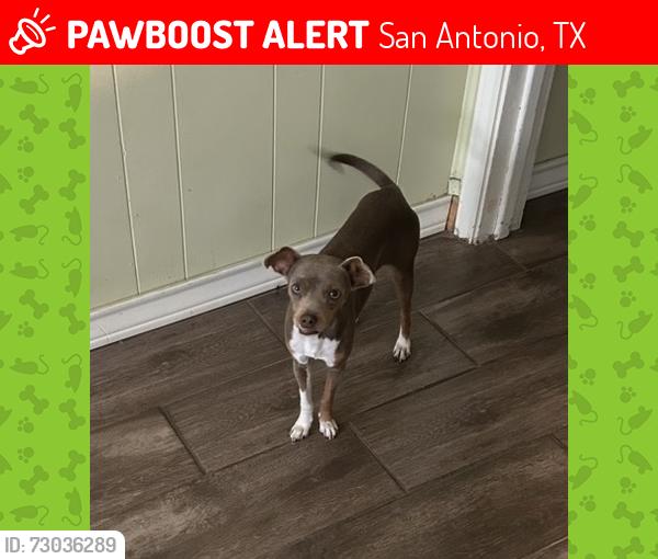Lost Female Dog last seen Gen McMullen , San Antonio, TX 78237