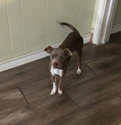 Lost Female Dog last seen Gen McMullen , San Antonio, TX 78237