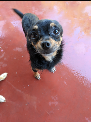Lost Male Dog last seen St. Pius church, W Harris, Main Street, Randall, Pasadena, TX 77506