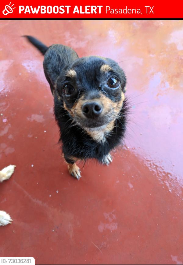 Lost Male Dog last seen St. Pius church, W Harris, Main Street, Randall, Pasadena, TX 77506