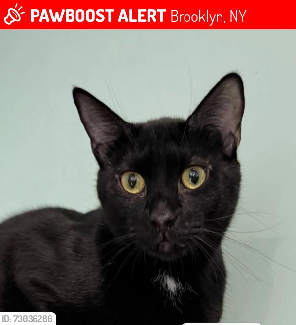 Lost Male Cat last seen The parking lot entrance between 823 and 817 St John's place , Brooklyn, NY 11216