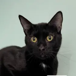 Lost Male Cat last seen The parking lot entrance between 823 and 817 St John's place , Brooklyn, NY 11216