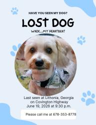 Lost Male Dog last seen Covington hwy, Lithonia, GA 30058