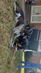 Lost Male Dog last seen Rushfork road, Amity, AR 71921