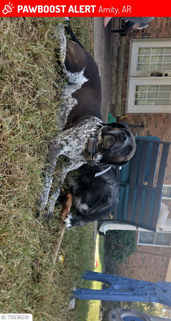 Lost Male Dog last seen Rushfork road, Amity, AR 71921