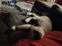 Lost Female Cat last seen Near donna ave, Aurora, IL 60505