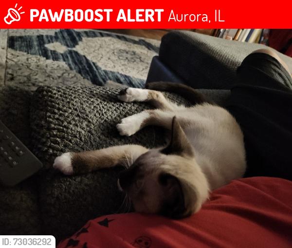 Lost Female Cat last seen Near donna ave, Aurora, IL 60505