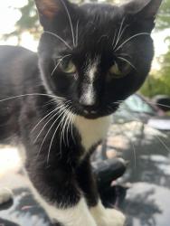 Lost Male Cat last seen Near Sandhill rd, Greenfield Center, NY 12833
