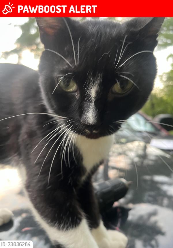 Lost Male Cat last seen Near Sandhill rd, Greenfield Center, NY 12833