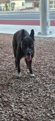 Found/Stray Unknown Dog last seen Oakey and Maryland , Las Vegas, NV 89104