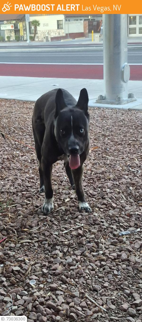 Found/Stray Unknown Dog last seen Oakey and Maryland , Las Vegas, NV 89104