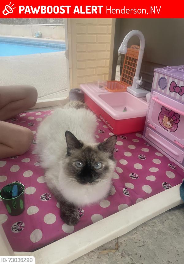 Lost Female Cat last seen Fountain Hills Ave., Henderson, NV 89002
