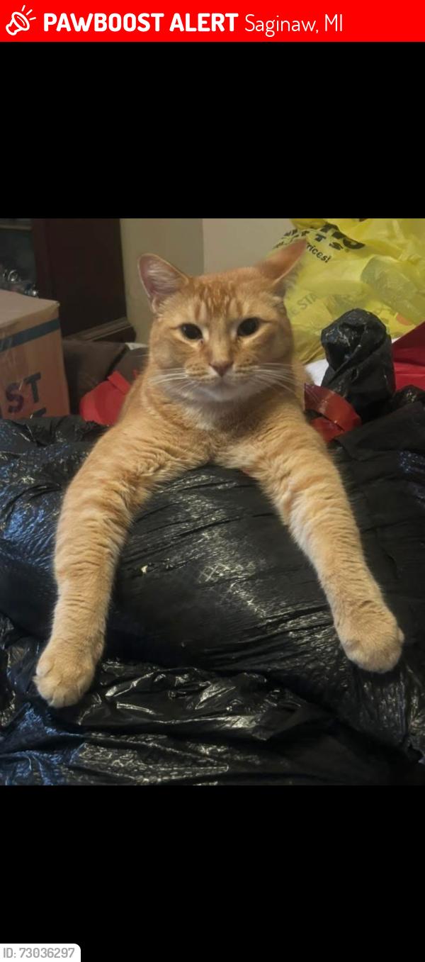 Lost Male Cat last seen Avon and N. Carolina, Saginaw, MI 48602
