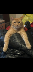 Lost Male Cat last seen Avon and N. Carolina, Saginaw, MI 48602
