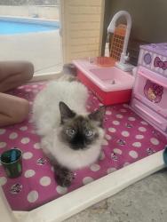 Lost Female Cat last seen Fountain Hills Ave., Henderson, NV 89002