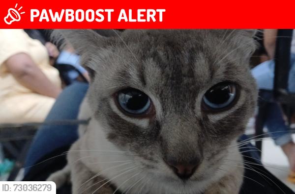 Lost Male Cat last seen Rua Belo Horizonte 1B Parque Novo Mundo, Parque Novo Mundo, SP 