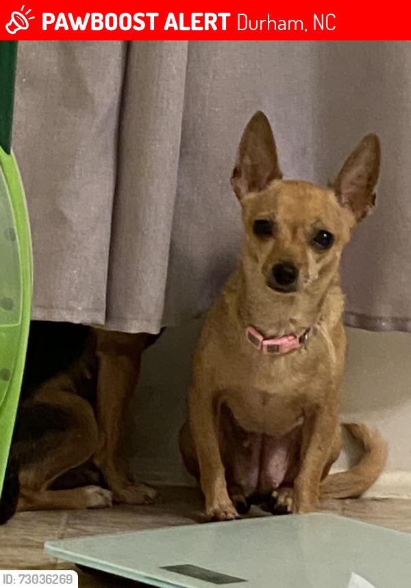 Lost Female Dog last seen Bolter Court Shirley Dr., Durham, NC 27704