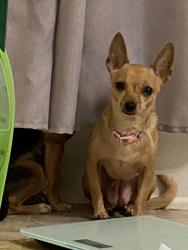 Lost Female Dog last seen Bolter Court Shirley Dr., Durham, NC 27704