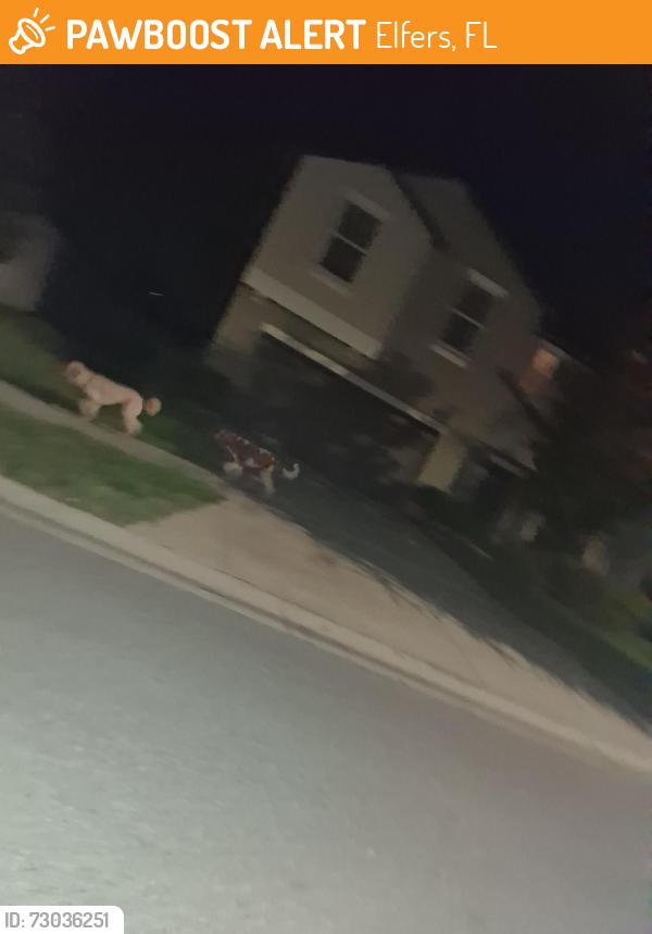 Found/Stray Unknown Dog last seen Anclote Elementary, Elfers, FL 34652