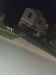 Found/Stray Unknown Dog last seen Anclote Elementary, Elfers, FL 34652