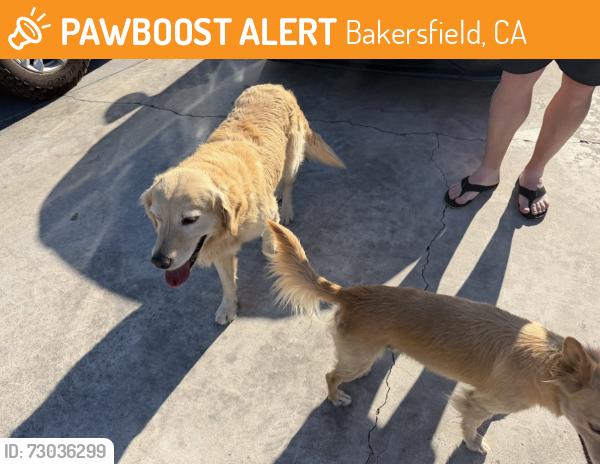 Found/Stray Male Dog last seen Etter Street and Coffee, Bakersfield, CA 93308