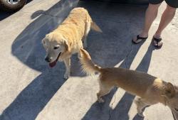 Found/Stray Male Dog last seen Etter Street and Coffee, Bakersfield, CA 93308