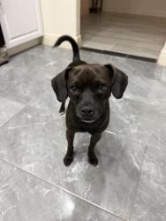 Found/Stray Male Dog last seen Southcross, San Antonio, TX 78222