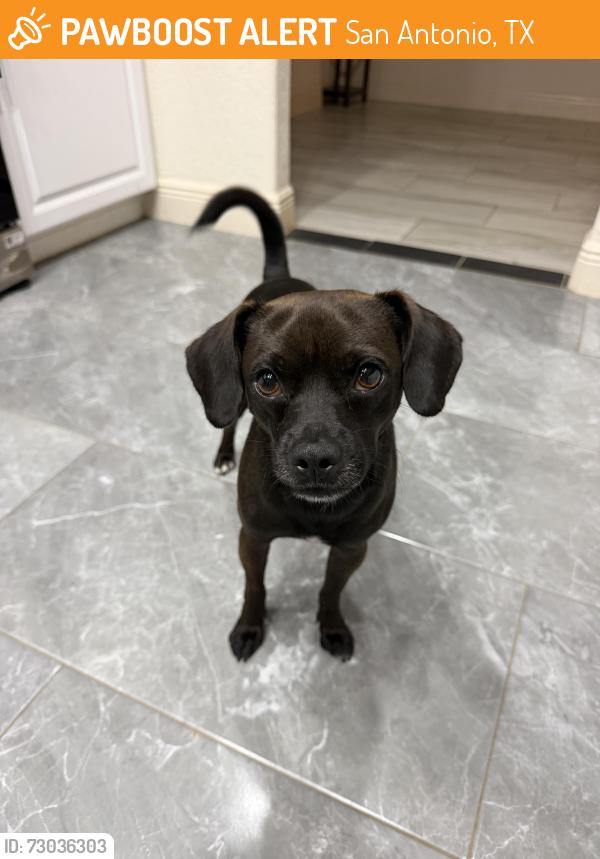 Found/Stray Male Dog last seen Southcross, San Antonio, TX 78222