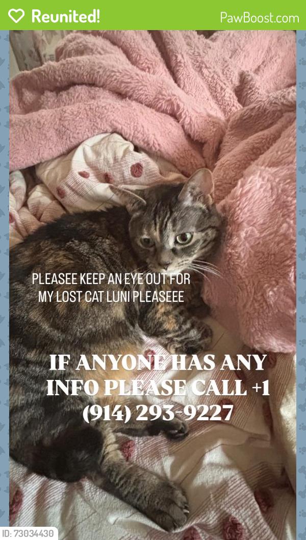 Reunited Female Cat last seen Near dean street Stamford ct , Stamford, CT 06902
