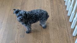 Reunited Female Dog last seen Arrowwood subdivision , Scituate, MA 02066