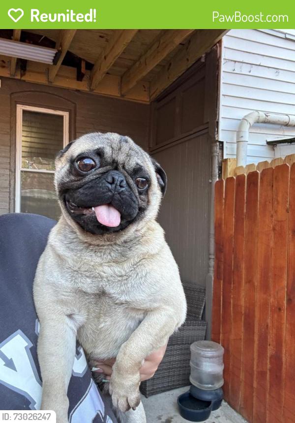 Reunited Male Dog last seen S 15th st Harrisburg , Harrisburg, PA 17104