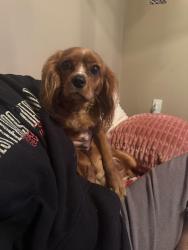 Found/Stray Male Dog last seen Dollar general, Fayetteville, NC 28303