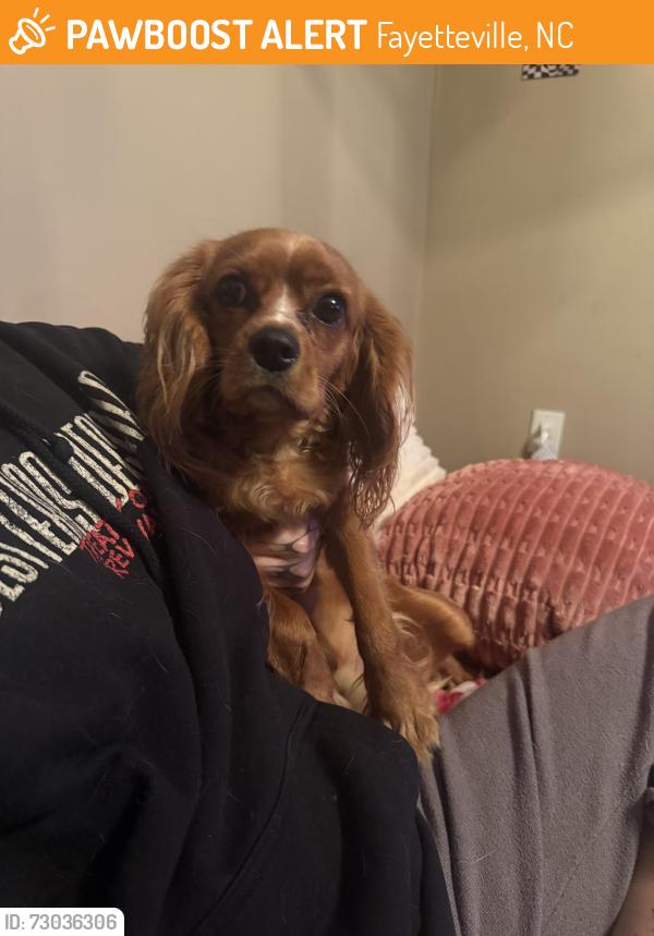 Found/Stray Male Dog last seen Dollar general, Fayetteville, NC 28303