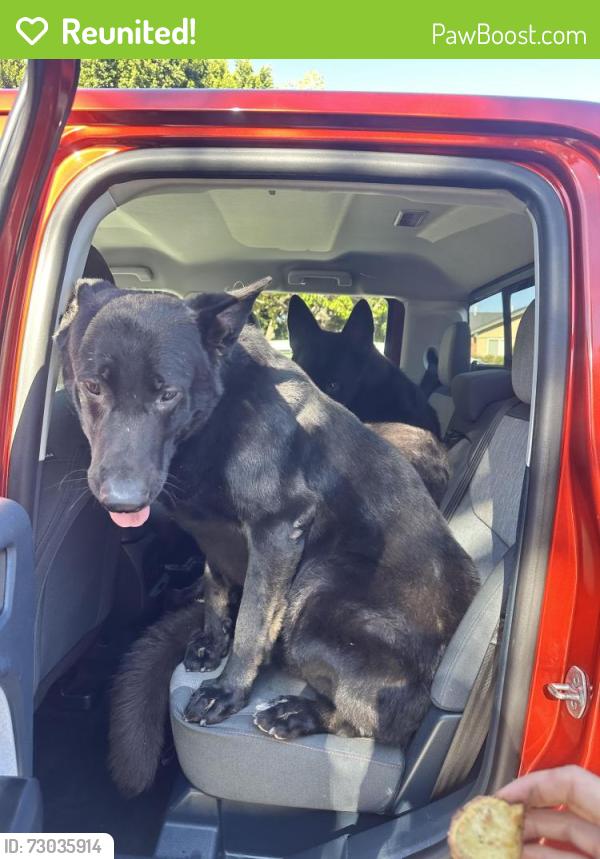Reunited Male Dog last seen Glenhaven ave and Leeds st , Riverside, CA 92506